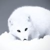 Иконка канала Arctic Fox