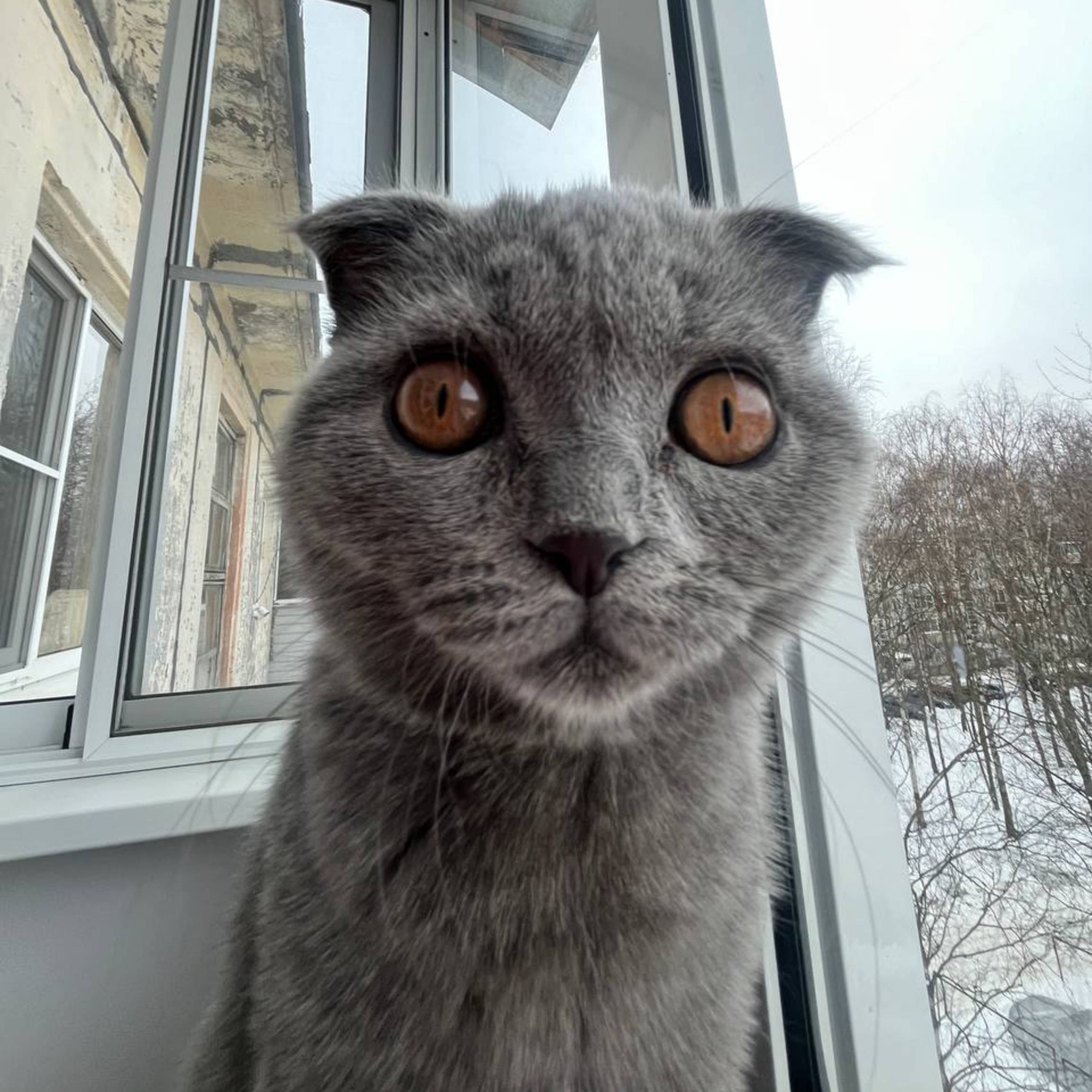 Аватар автора