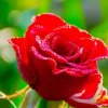 Иконка канала СДИРОВА ☝🤲☝❣️