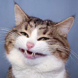 Иконка канала просто кот