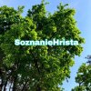 Иконка канала SoznanieHrista (эллион)