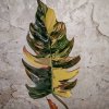 Иконка канала hoya_aroid13