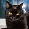 Иконка канала Camrade_cat