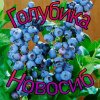 Иконка канала Голубика Новосиб