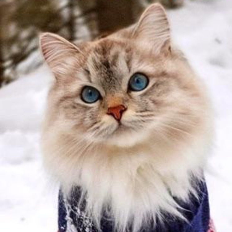 Аватар автора