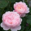 Иконка канала Gardens Love