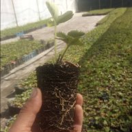 Иконка канала Ягодный город Тамбов