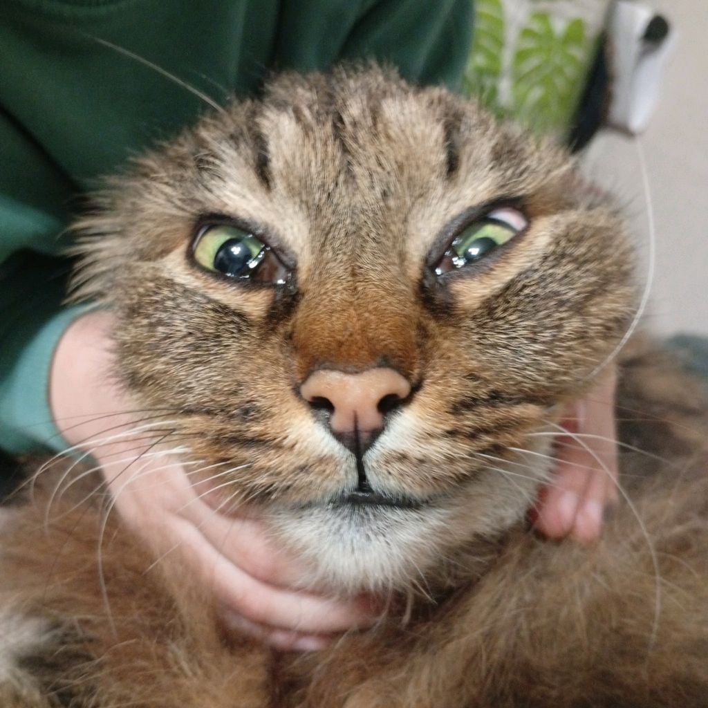Иконка канала Meme Cat