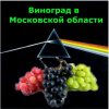 Иконка канала Vinogradvmo