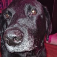 Иконка канала Alena & Bumer