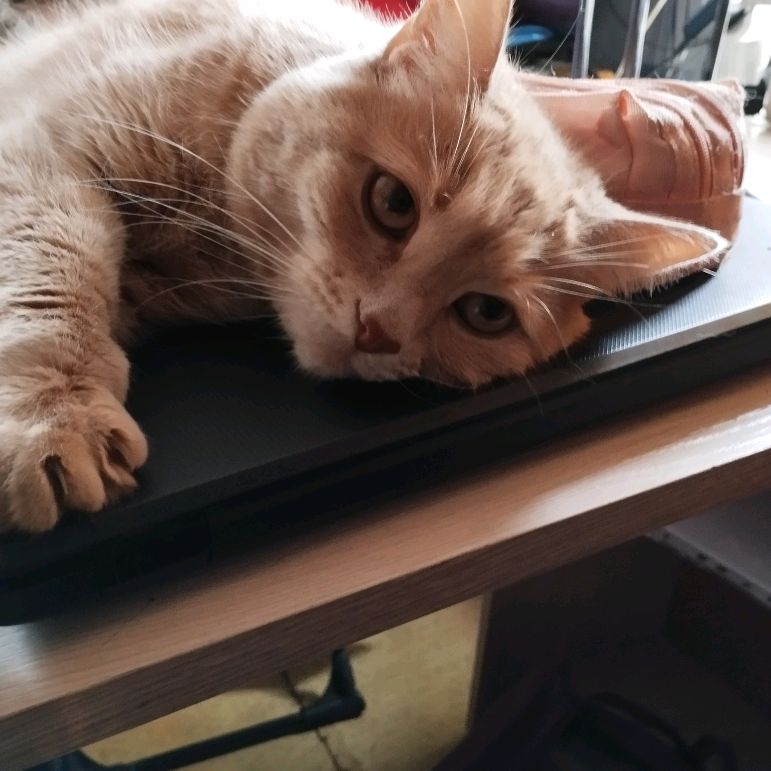 Аватар автора