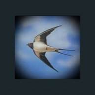 Иконка канала ignalina