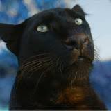 Иконка канала BUGheera. Cat's Games