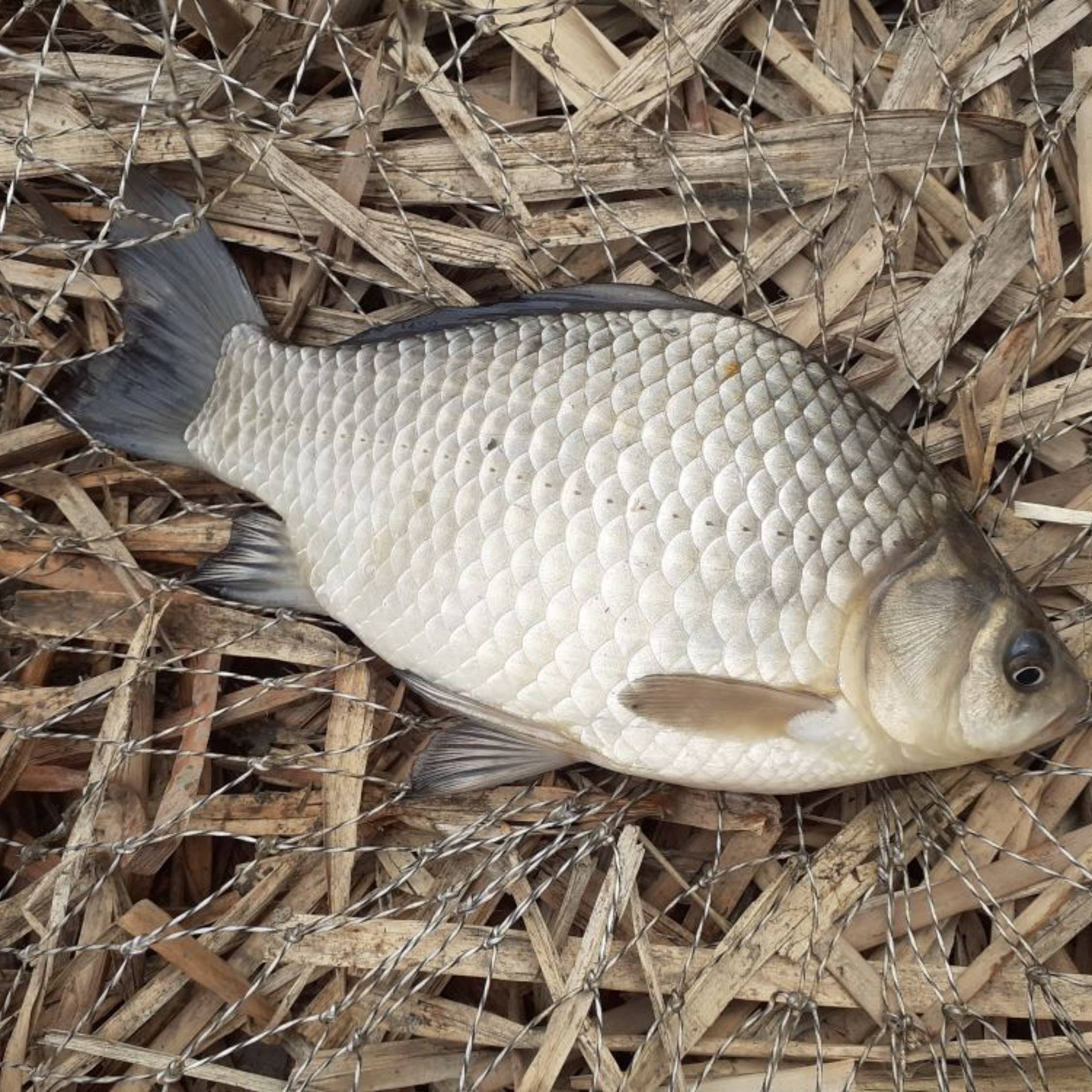 Иконка канала Юный рыбак