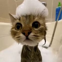 Иконка канала midnight