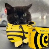 Иконка канала Чёрный кот