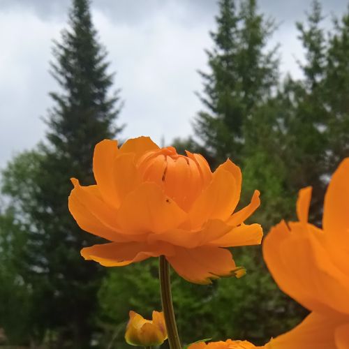 Иконка канала Деревенская жизнь в Сибирской глубинке