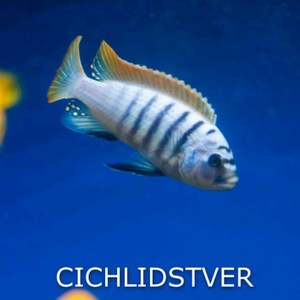 Иконка канала CichlidsTver