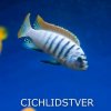 Иконка канала CichlidsTver