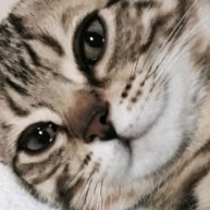 Иконка канала Кошка Даша