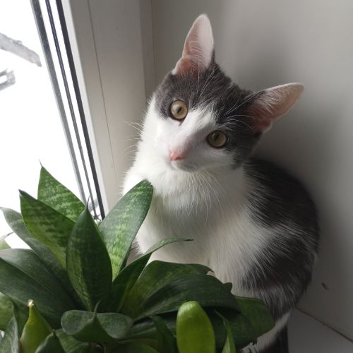 Аватар автора