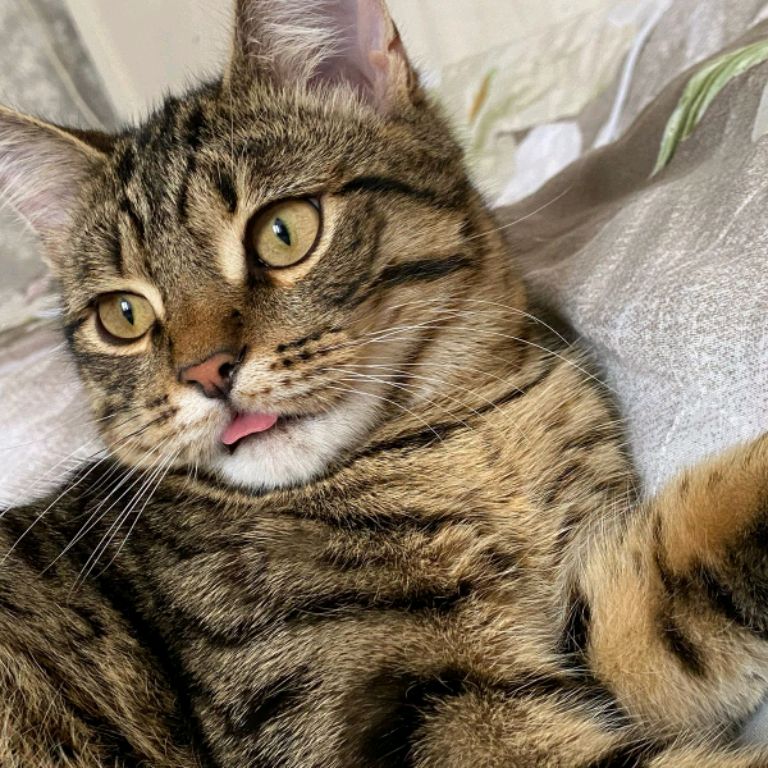 Аватар автора