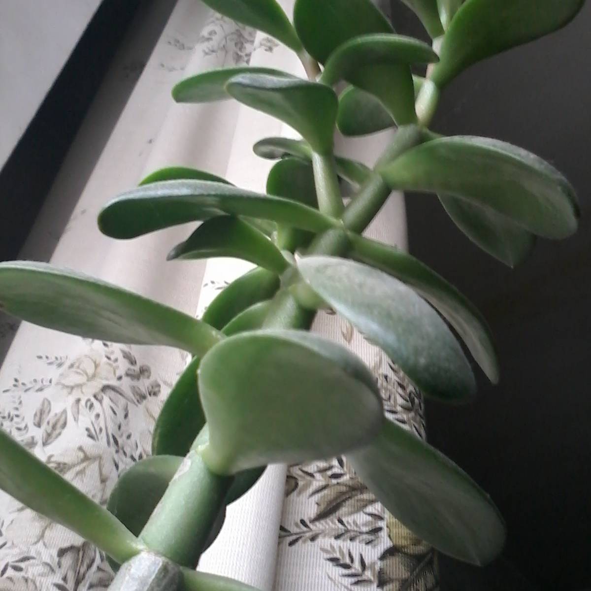 Иконка канала channelschiz