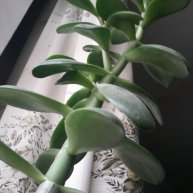 Иконка канала channelschiz