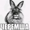 Иконка канала Черемша
