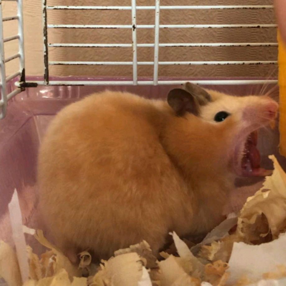 Иконка канала #Дохлый Хомяк#