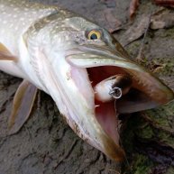 Иконка канала Рыболовный видеодневник