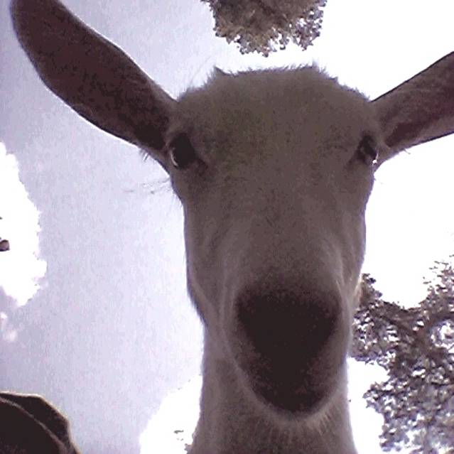 Иконка канала Подворье Белая коза.