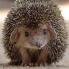 Иконка канала Iv Hedgehog