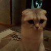 Иконка канала Миягус В  ТАНКЕ