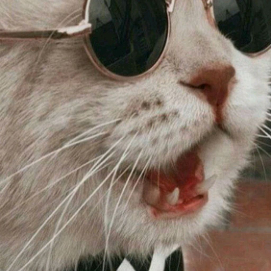 Иконка канала 💘Котик pro🌺