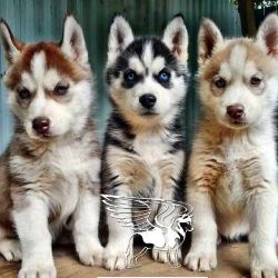 Иконка канала Щенки хаски Москва - Наталья Люткина