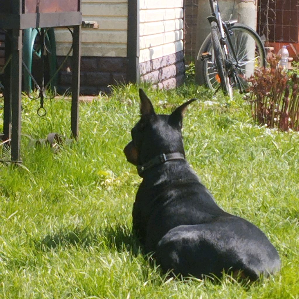 Аватар автора