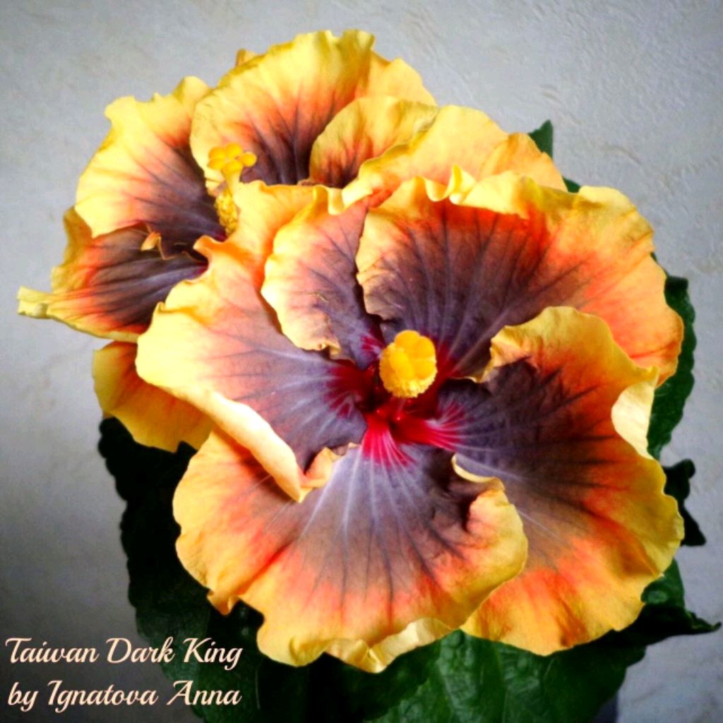 Иконка канала Сортовые гибискусы- Ignatova Anna🌺🌿