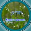 Иконка канала Жизнь в деревне.
