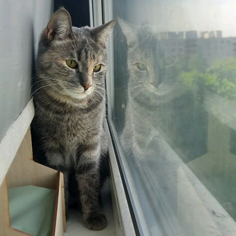 Аватар автора