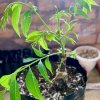 Иконка канала Пекан и Каштан 🌳