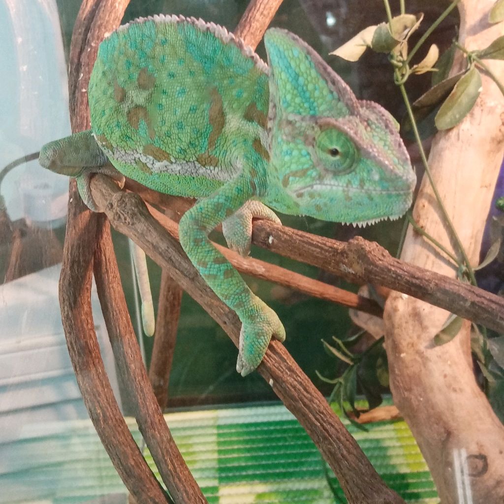 Иконка канала 🦎Хамелеон🦎