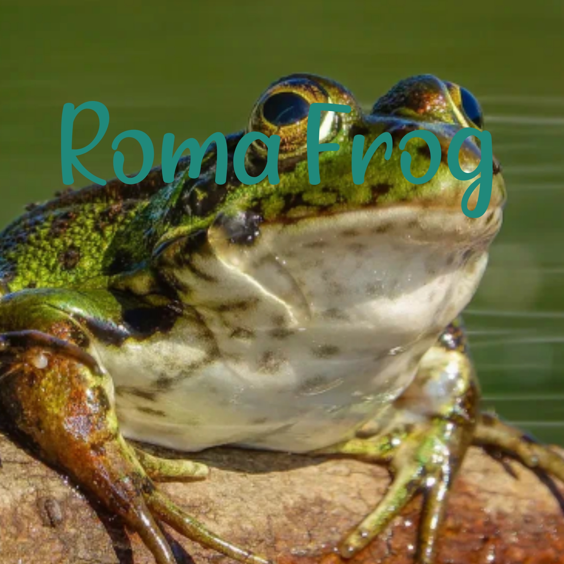 Иконка канала Roma Frog Live