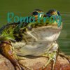 Иконка канала Roma Frog Live