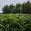 Иконка канала Дачник дилетант