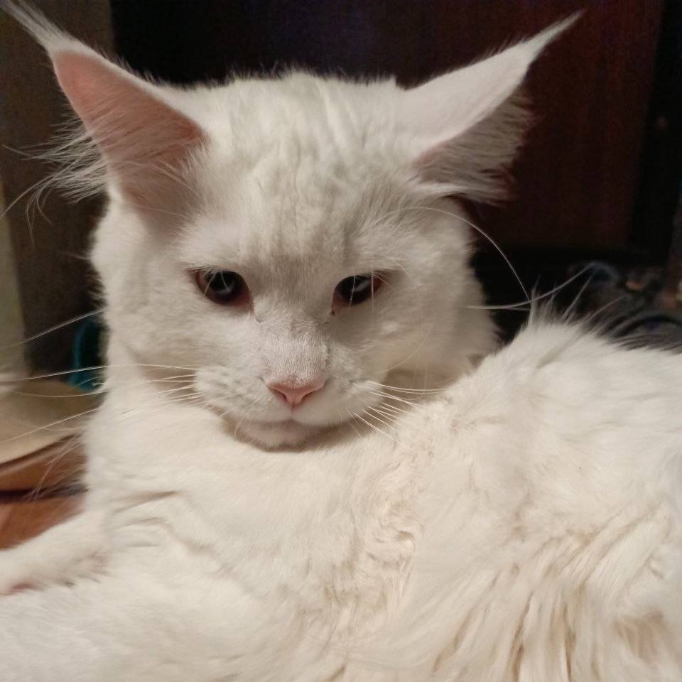 Аватар автора