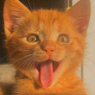 Иконка канала nopen