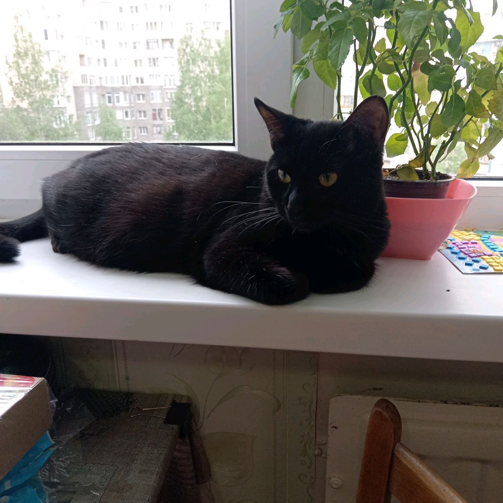 Аватар автора