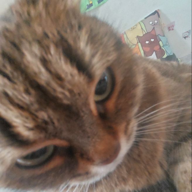 Иконка канала 🐱Тока World🐱