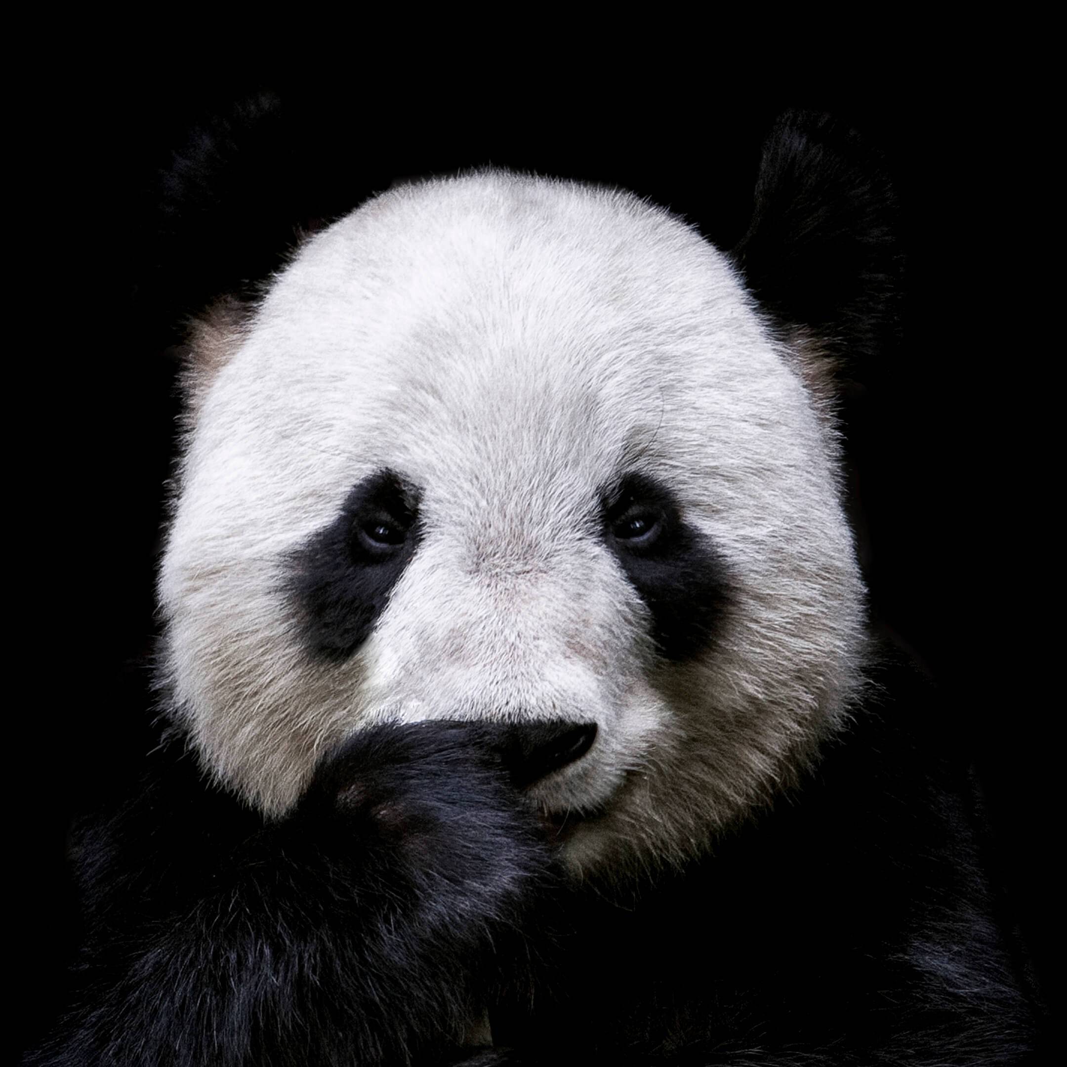 Иконка канала Pandik